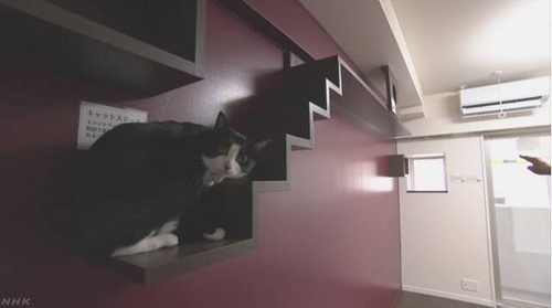 고양이가 오르락 내리락하며 놀 수 있는 계단이 설치된 맨션 내부 [NHK 캡쳐]