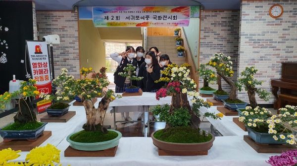 서귀포여자중학교 교정에서 3일부터 13일까지 전시되는 제2회 국화전시회