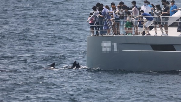 한 생태관광선박이 관광객들에게 돌고래를 잘 보여주기 위해 50m를 떨어져야 한다는 규정을 어기고 지나치게 돌고래 무리에 접근하고 있다.(사진은 해양환경단체 핫핑크돌핀스 제공) 