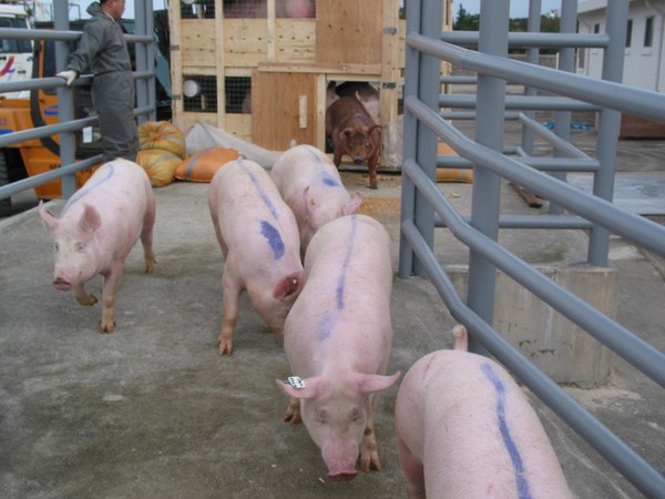 제주도는 26일부터 경남(부산), 전남(광주), 전북, 충남(대전) 지역의 돼지고기 및 생산물에 대해 제한적으로 반입을 허용한다고 밝혔다.