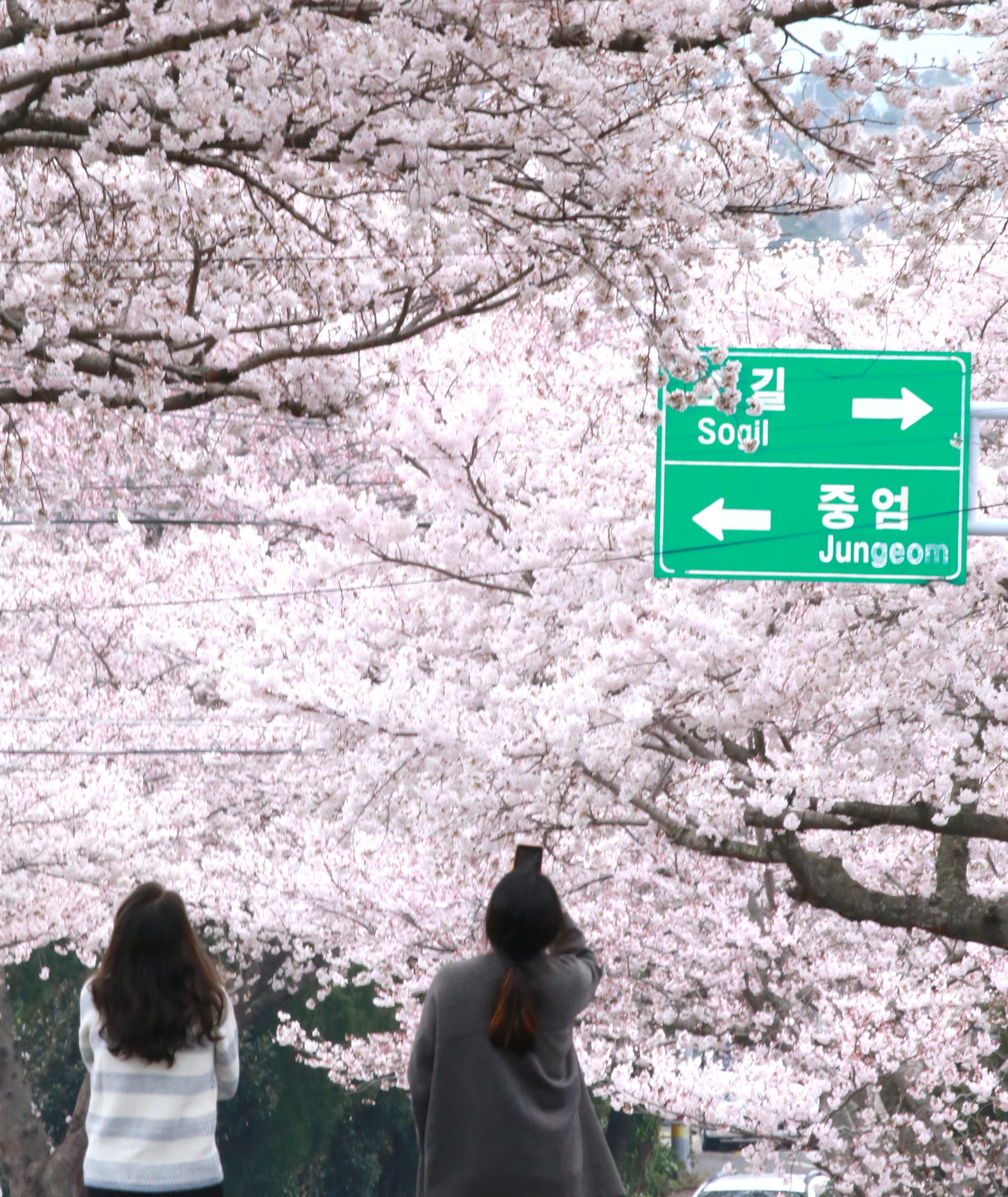 31일 제주시 애월읍 장전리 왕벚꽃길을 찾은 시민들이 벚꽃 아래서 사진을 촬영하며 추억을 남기고 있다.  [사진=최병근 기자]