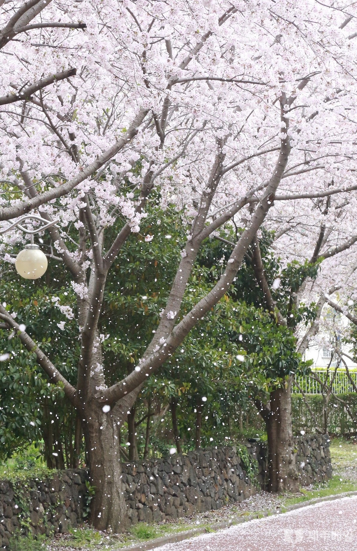 5일 오후 제주시 노형동의 한 공원에 벚꽃이 떨어지고 있다. [사진=최병근 기자]