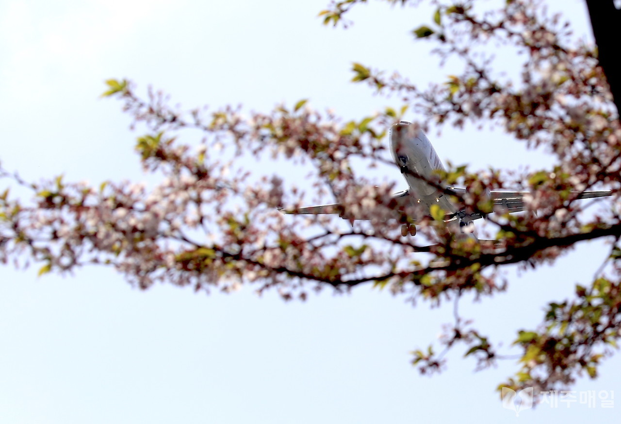 제주국제공항에 착륙하는 항공기가 11일 오후 꽃잎이 모두 떨어진 벚나무 위를 지나가고 있다. [사진=최병근 기자]
