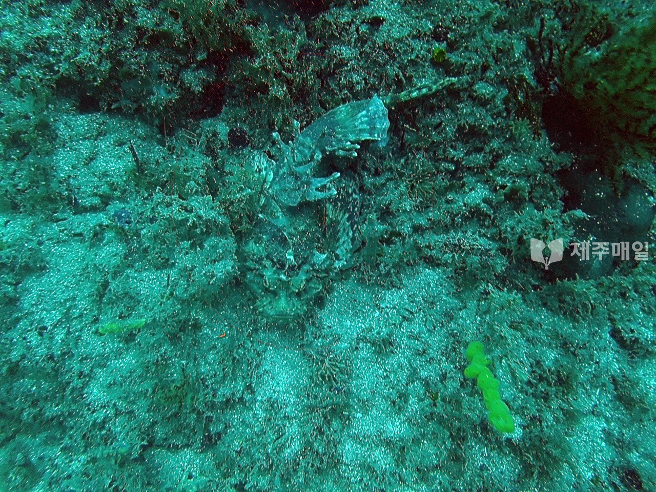 지난 15일 서귀포시 대평 앞바다 수중 암벽에 쏨뱅이(Scorpionfish)가 은폐해 있다. [사진=조문호 기자]