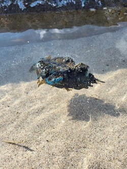 해양쓰레기를 수거하는 환경단체 ‘혼디’가 지난달 27일 함덕 해변을 청소하던 중 발견한 뉴락. 일반 암석과 구분하기 어렵다. [사진=혼디 제공]