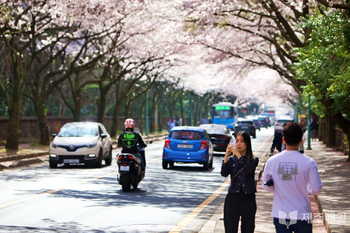 31일 오후 제주대학교 벚꽃 길을 찾은 시민들이 벚꽃을 배경으로 사진을 촬영하며 즐거운 한때를 보내고 있다.