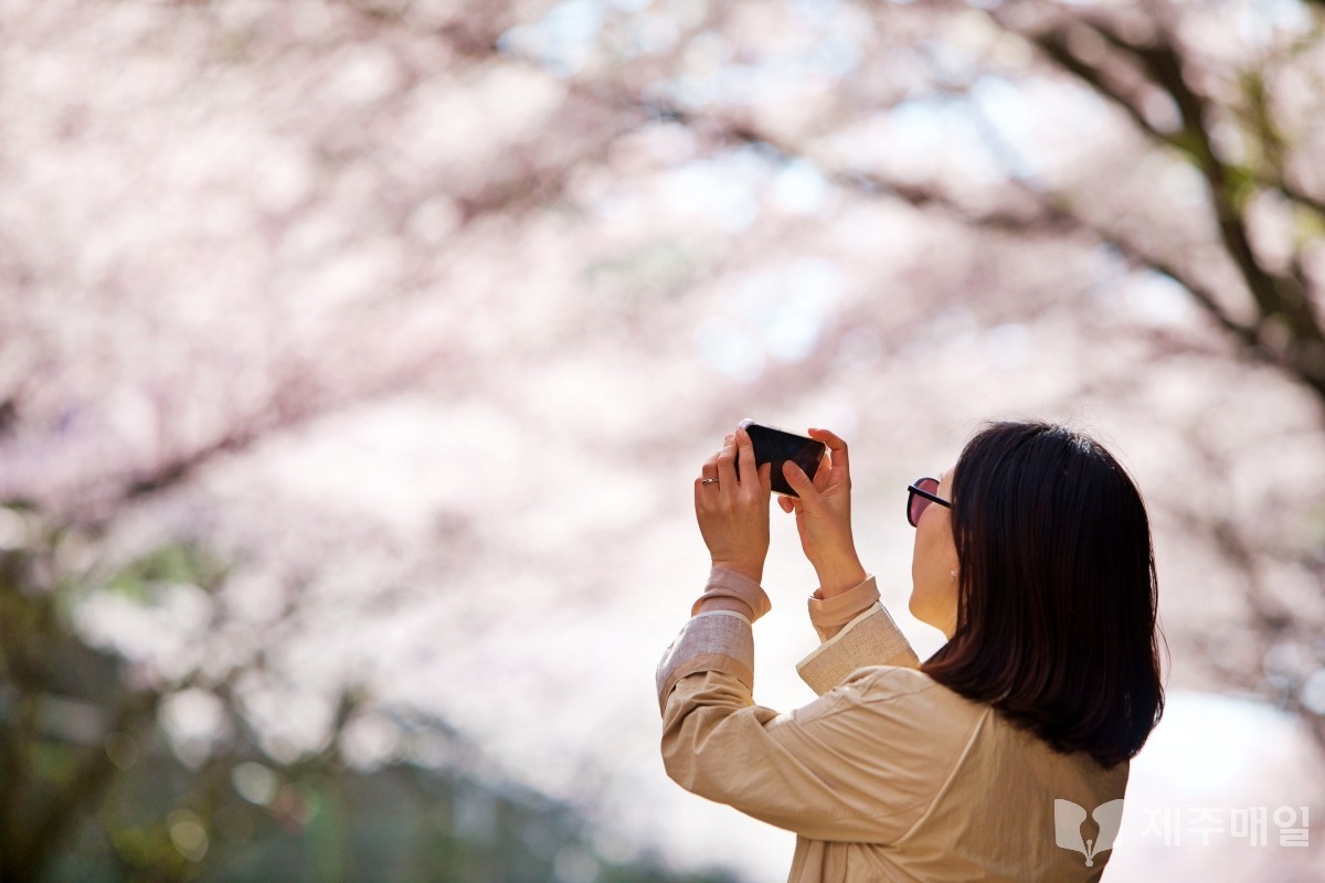31일 오후 제주대학교 벚꽃 길을 찾은 시민들이 벚꽃을 배경으로 사진을 촬영하며 즐거운 한때를 보내고 있다.