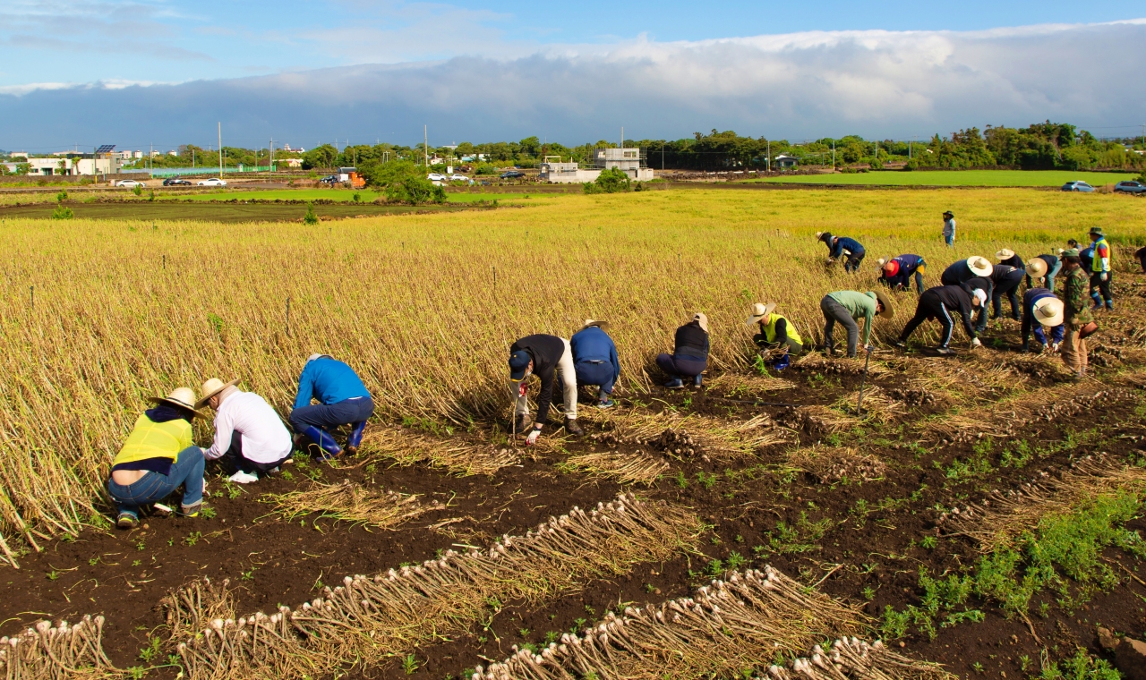 JDC 임직원들이 지난 19일 서귀포시 대정읍 한 마늘밭에서 농촌 일손돕기를 하고 있다.