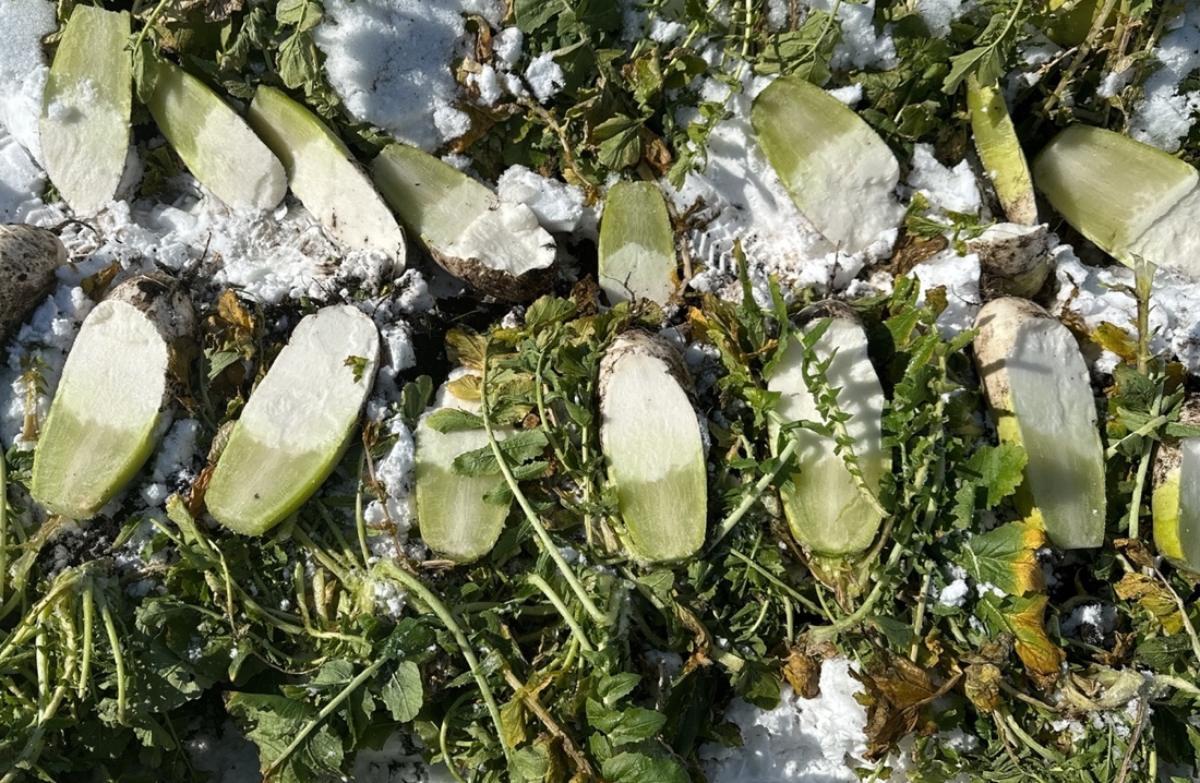 한파와 폭설로 서귀포시 성산읍 하천리의 한 밭에서 얼어 버린 월동무.