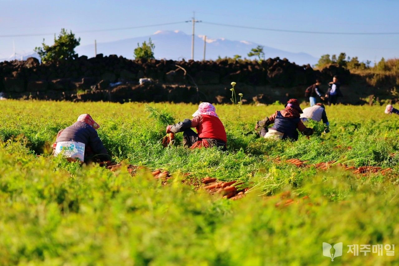 21일 제주시 구좌읍 월정리 해안도로 인근 한 밭에서 인부들이 당근을 수확하고 있다. [사진=최병근 기자]