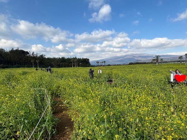 유채꽃밭에서 한라산을 배경으로 사진을 찍는 관람객들.