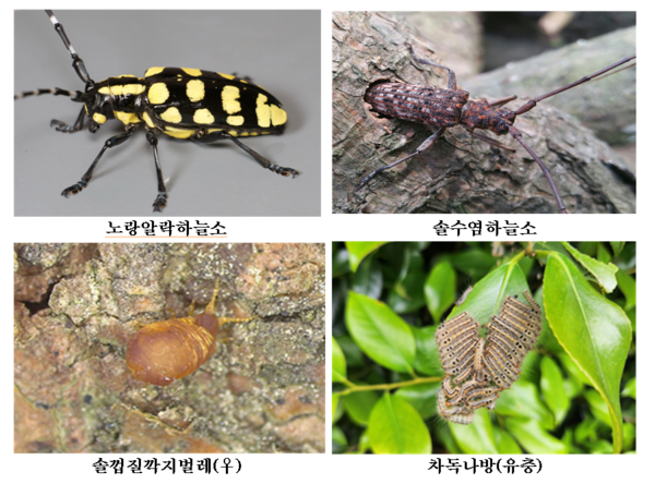 제주 산림병해충 예찰·적기 방제로 피해 최소화