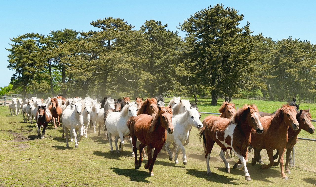 지난해 열린 ‘347 페스티벌’에서 제주마들이 질주하고 있다. [사진=제주도]