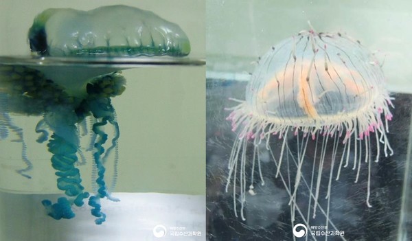 ‘여름철 골칫거리 독성해파리 제주 해수욕장서 출연 ’주의‘