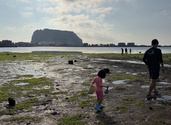 성산 오조리 조개캐기 체험 중인 윤은주씨 가족.