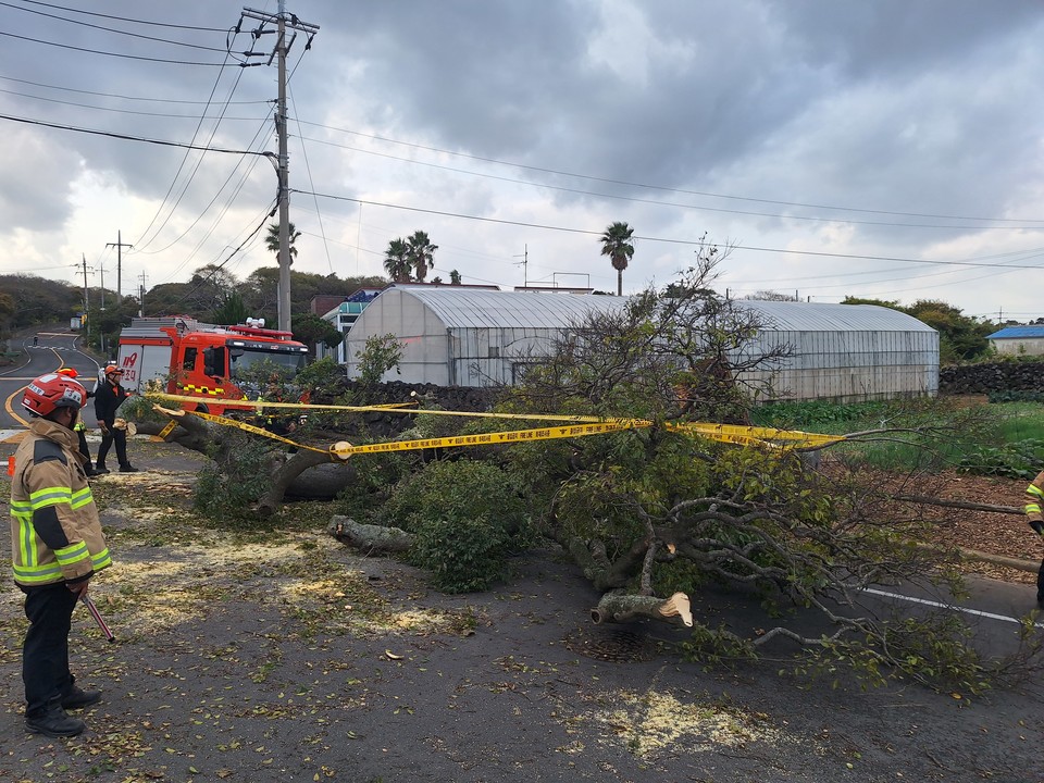 25일 강풍에 의해 고목이 쓰러지자 소방당국이 안전조치를 진행했다. 