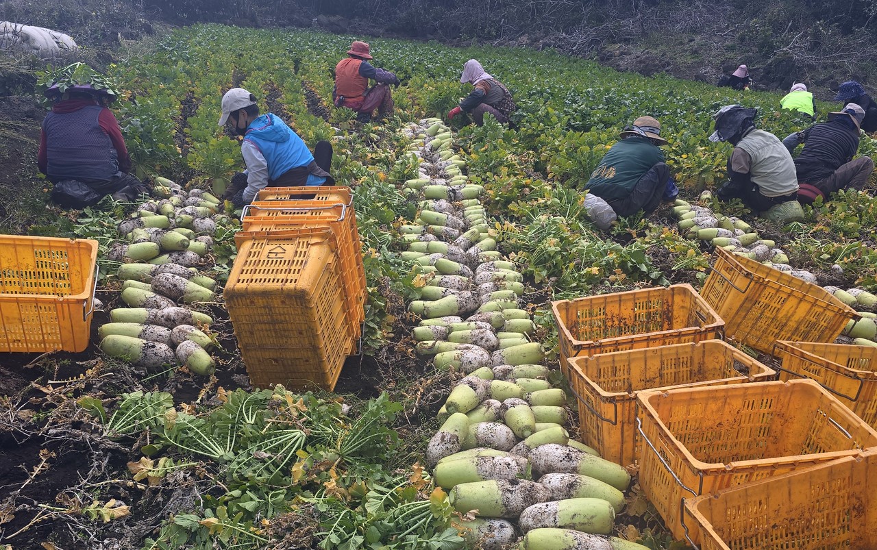 제주 농업과 기업 연계하니 매출‧농가소득 '쑥쑥' - 뉴스 썸네일 이미지