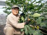현태균 대표가 비닐하우스에서 재배하고 있는 무화과를 들어 보이고 있다. 현 대표는 희망의 나무인 무화과를 통해 올해 3500만원 정도의 조수입을 올릴 수 있을 것으로 전망했다.