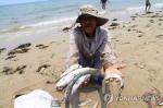 베트남 중북부 해안에서 떼죽음 당한 물고기[AFP=연합뉴스]