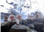 온천욕 즐기는 일본 원숭이들.[출처 위키피디아]
