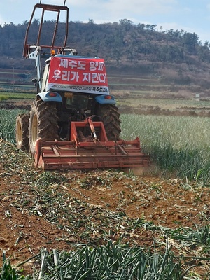 제주양파생산자협회가 24일 서귀포시 대정읍 한 양파밭을 갈아엎고 있다.