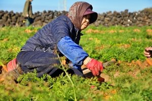 21일 제주시 구좌읍 월정리 해안도로 인근 한 밭에서 인부들이 당근 수확을 하고 있다. [사진=최병근 기자]