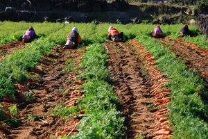 21일 제주시 구좌읍 월정리 해안도로 인근 한 밭에서 인부들이 당근 수확을 하고 있다. [사진=최병근 기자]