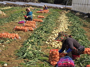 서귀포시 대정읍 영락리 김옥자씨 밭에서 인부들이 양파를 수확 중이다.