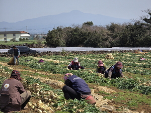 서귀포시 대정읍 영락리 김옥자씨 밭에서 인부들이 양파를 수확 중이다.