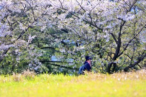 따뜻한 날씨를 보인 5일 오후 제주시 오라동 민오름을 찾은 시민들이 막바지 벚꽃을 즐기며 산책하고 있다. [사진=최병근 기자]