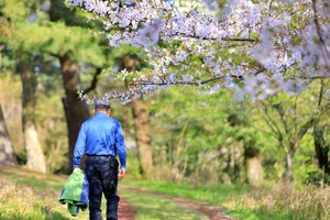 따뜻한 날씨를 보인 5일 오후 제주시 오라동 민오름을 찾은 시민들이 막바지 벚꽃을 즐기며 산책하고 있다. [사진=최병근 기자]