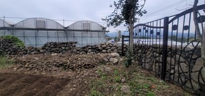 도순초등학교 정문 왼쪽에 설치된 비닐하우스 안쪽 벽 돌담이 4·3성터다. 오른쪽 돌담은 도로가 개통되면서 새롭게 조성됐다. [사진 = 김진규 기자]