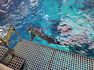 아쿠아플라넷 제주 메인 수조 위 입수 장소에 상어가 지나가고 있다.