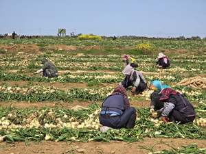 지난달 18일 서귀포시 대정읍 영락리 김옥자씨 밭에서 인부들이 조생양파를 수확 중이다.